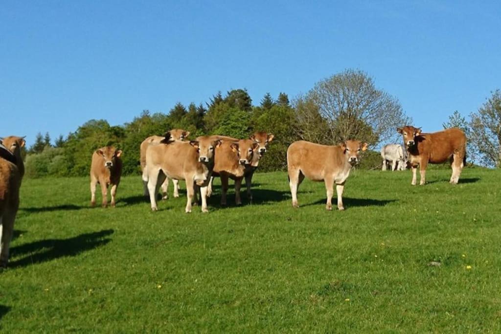 Gite A La Ferme Au Coeur De L'Auvergne Saint-Hippolyte  Εξωτερικό φωτογραφία